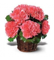 12 Pink Carnations in Basket