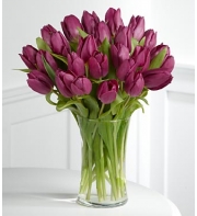 25 purple tulips Send To Philippines