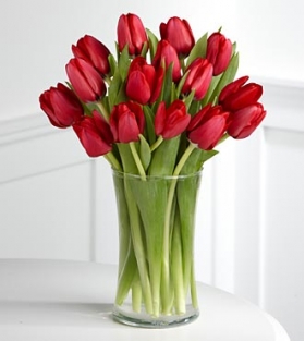 15 Red Tulips Send To Philippines